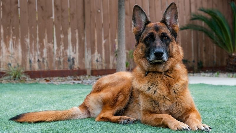 German Shepherd