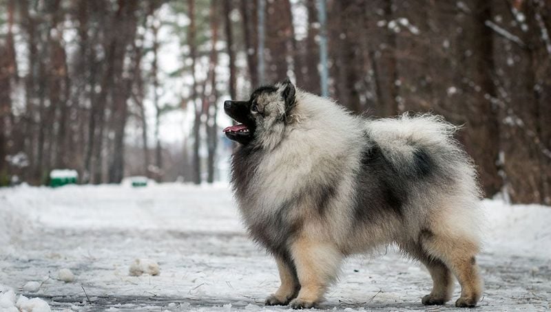 Keeshond