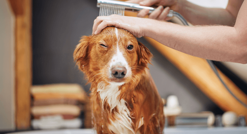 Use Dog-Specific Products