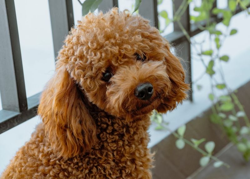Poodle: The Brilliant Emotional Detective
