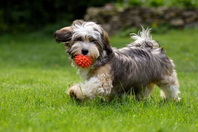 Havanese: Silky-Coated Velcro Dogs