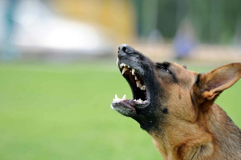 Excessive Barking or Whining