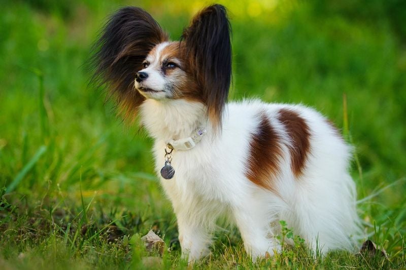 Elegant Papillon