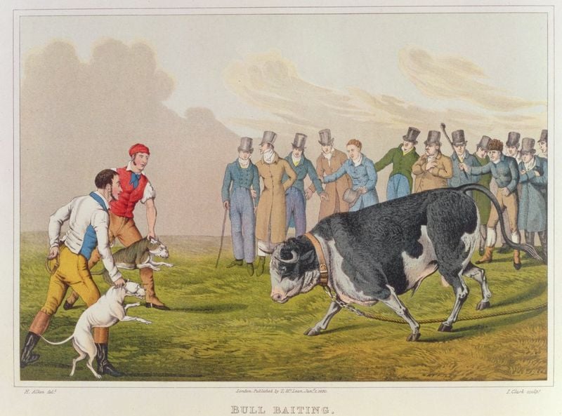 The Pit Bull’s Roots in England’s Bull-Baiting Arenas