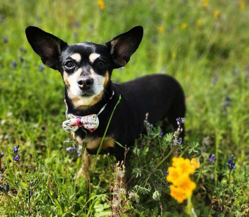 Limited Public Exposure Opportunities