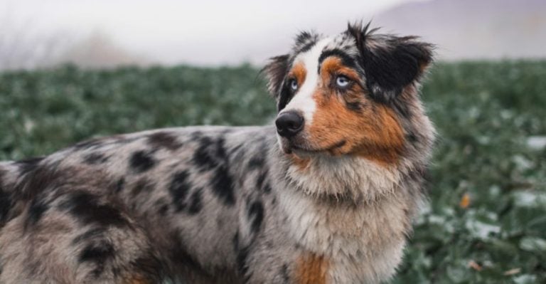 20 Dog Breeds That Age Like Fine Wine