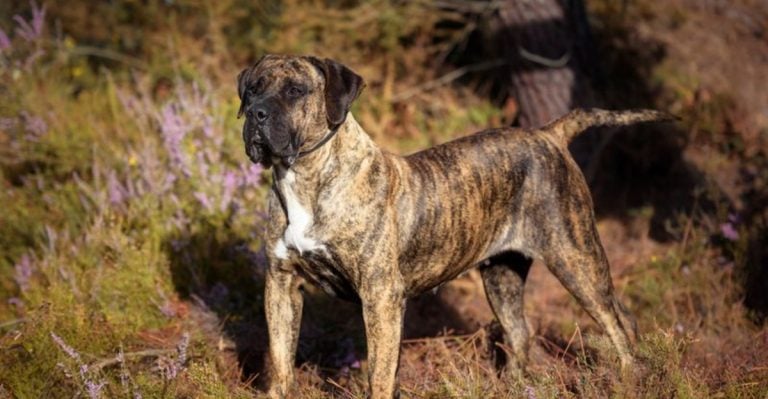 20 Dog Breeds That Experts Say Should Never Be Kept as Family Pets