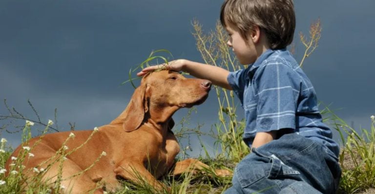 20 Dog Breeds That Wear Their Hearts On Their Sleeve