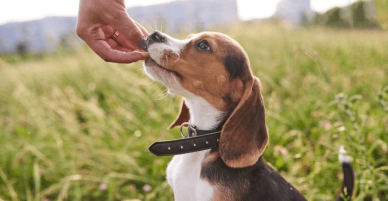 20 Tricks I Used to Socialize My Incredibly Shy Beagle (It Works on Other Breeds Too)