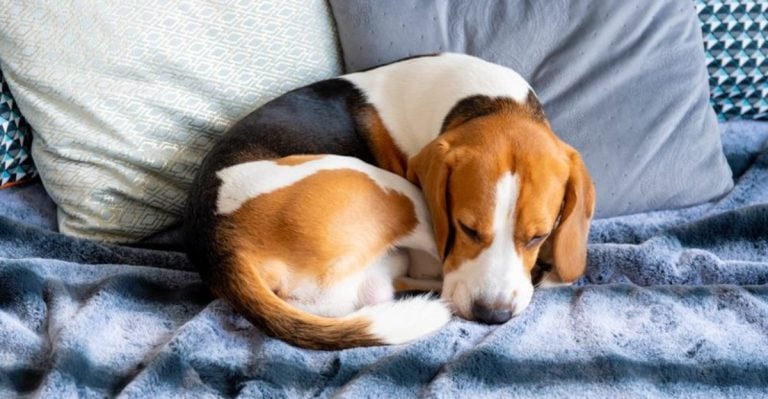 20 Weird Dog Habits That Actually Make Total Sense