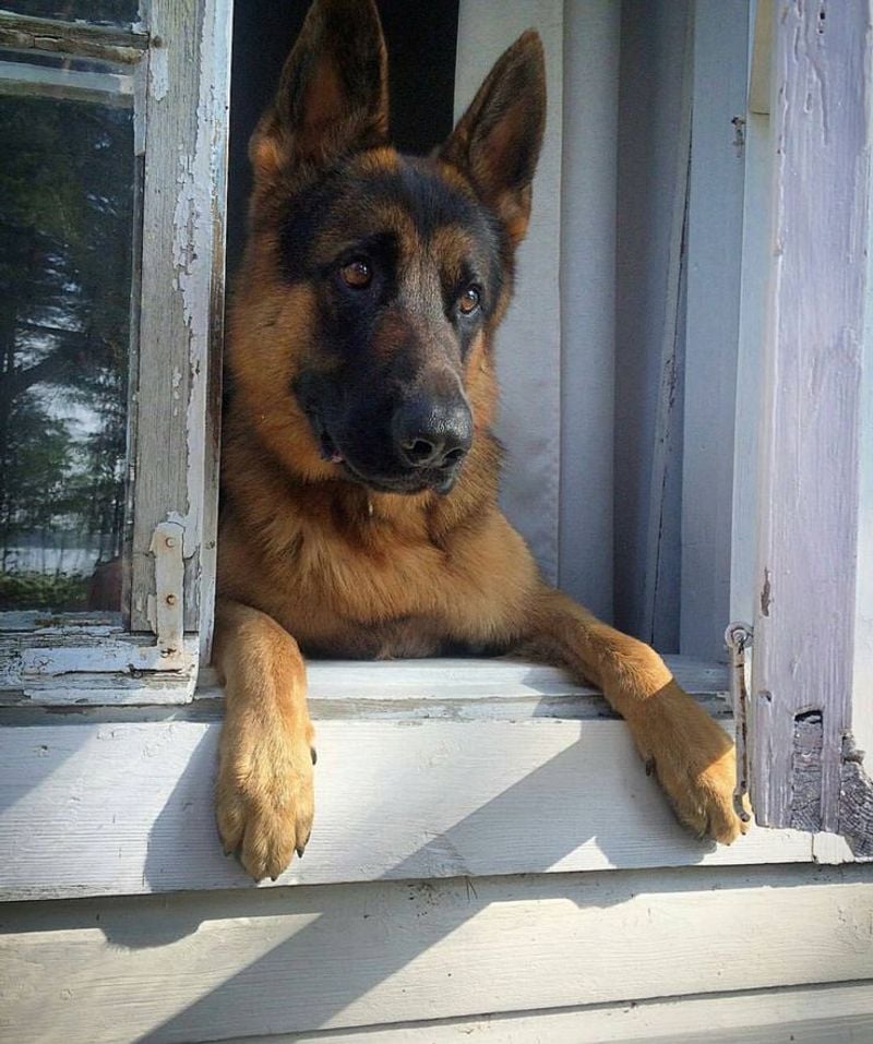 German Shepherd