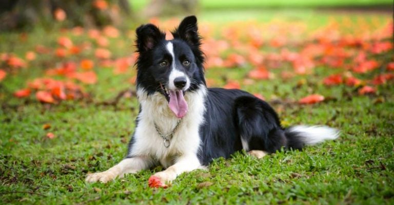 21 Dog Breeds Proven to Help With Stress and Sadness
