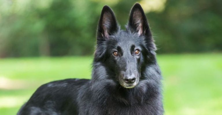 21 Jaw-Dropping Black Dog Breeds You Need to See
