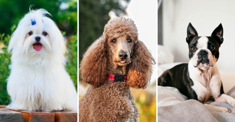 22 Dogs That Fit Perfectly into First-Time Pet Parent Life
