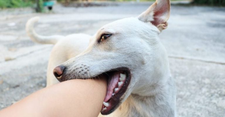 22 Signs Your Dog Is Angry With You (And What You Can Do About It)
