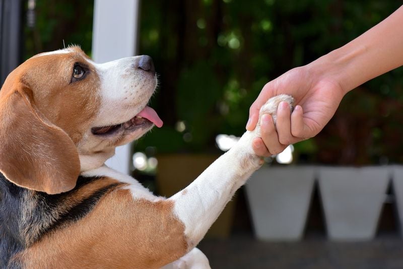 Positive Reinforcement Training