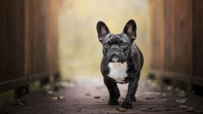 French Bulldog