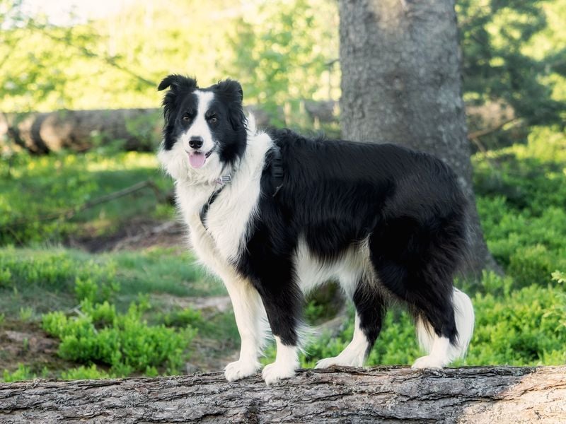 Border Collie