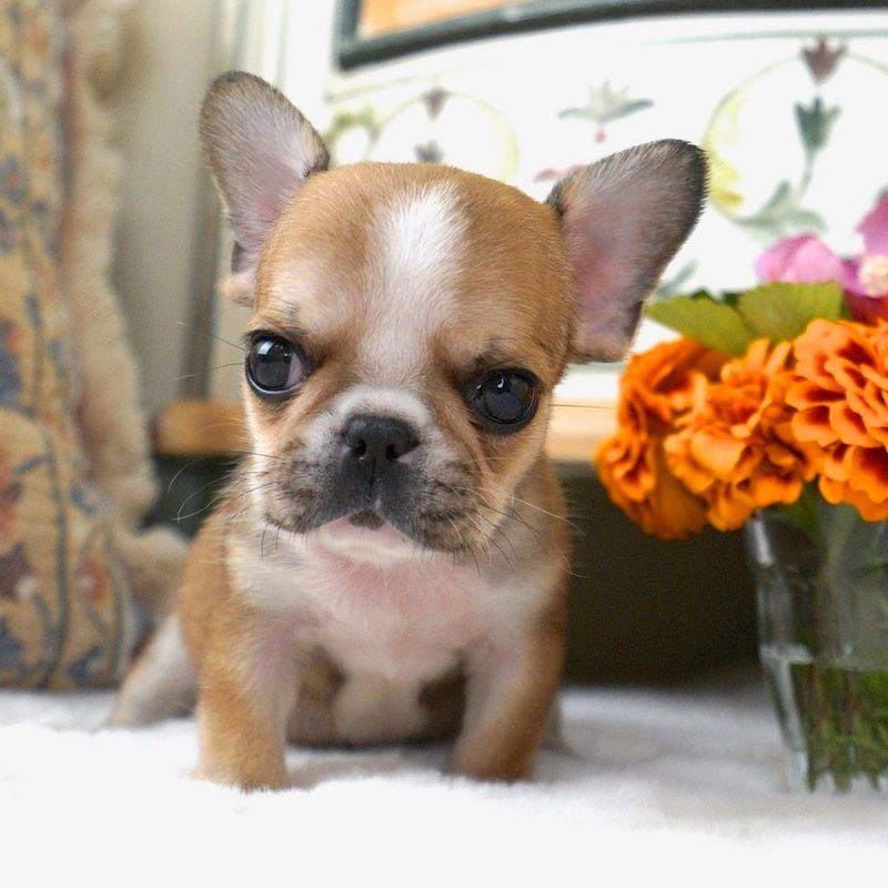 French Bulldog (Mini or Teacup)