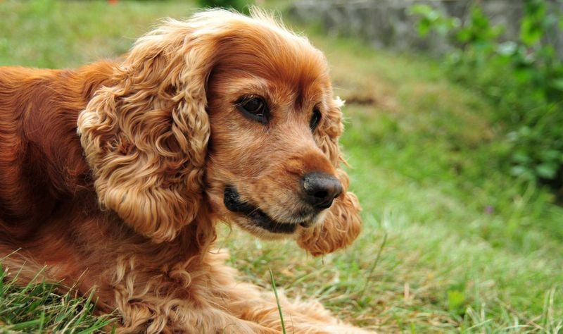 Cocker Spaniel: Beauty with a Sensitive Side