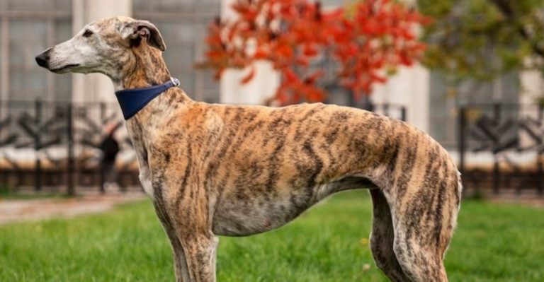 25 of the World’s Most Effortlessly Cool Dog Breeds and What Makes Them So Unique