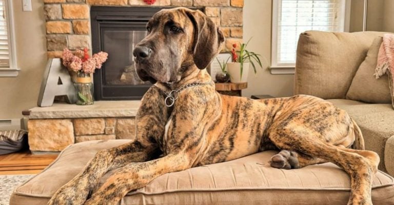 25 Often Overlooked Dogs With Bad Reputations That Actually Have Incredibly Big Hearts