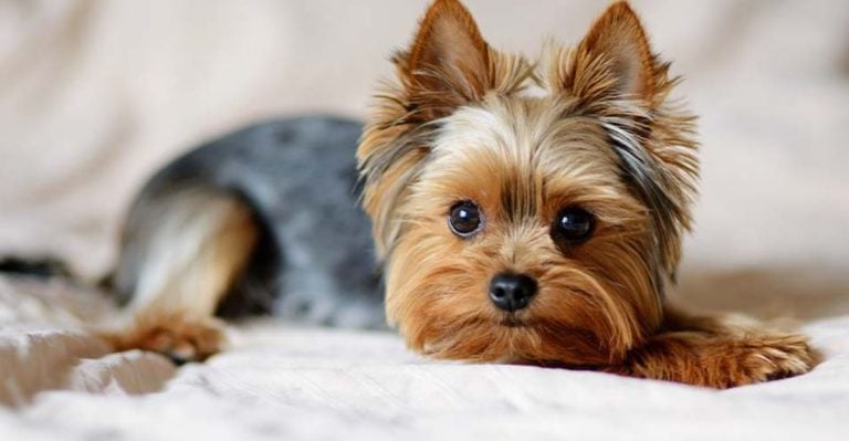 25 Puppy-Sized Dog Breeds That Never Seem to Age