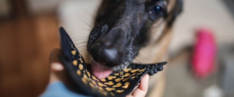 Use puzzle toys and treat-dispensers