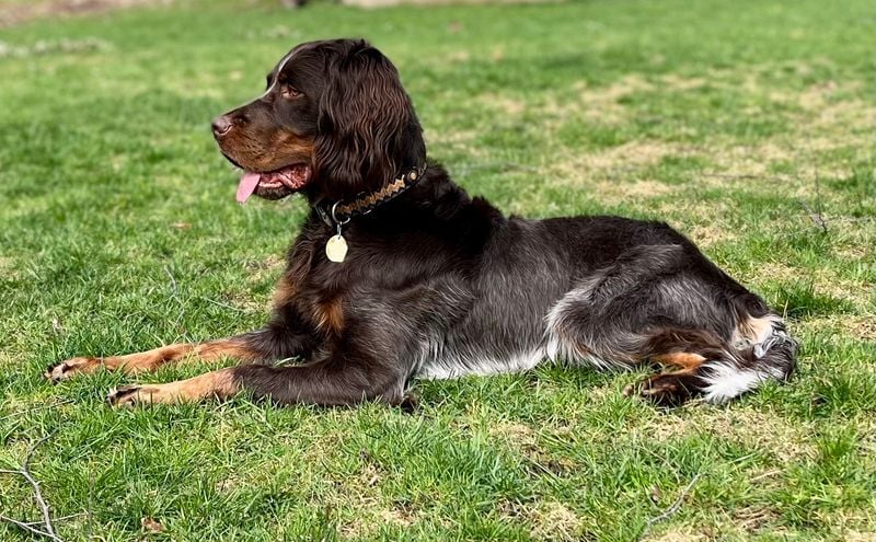 Blue Picardy Spaniel