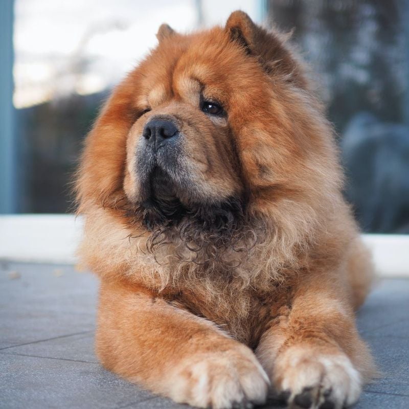 Chow Chow