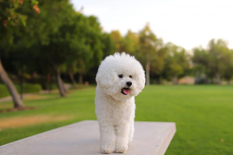 Bichon Frise: Cotton-Ball Survivors