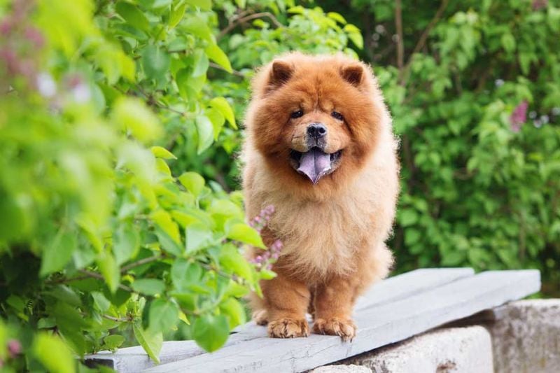 Chow Chow: The Dignified Lion Dog