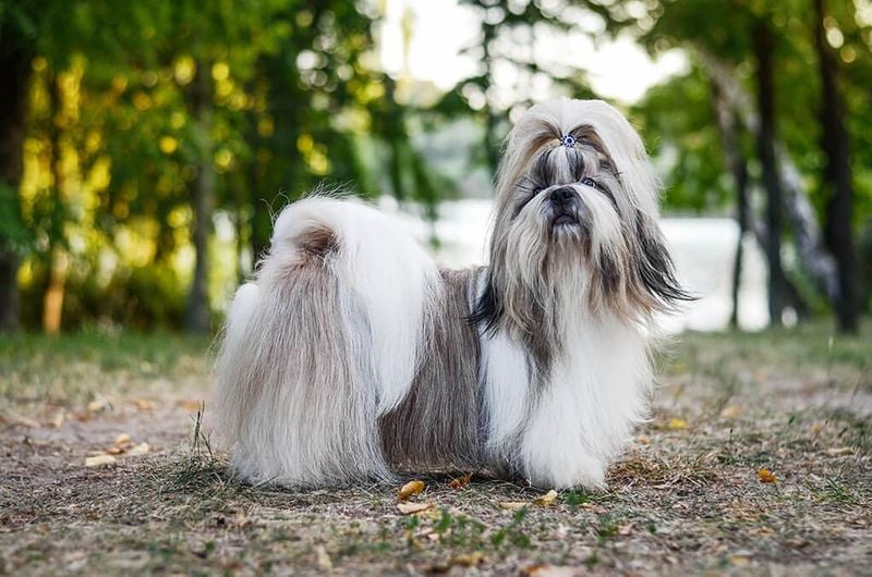 Shih Tzu: Ancient Breed With Modern Longevity