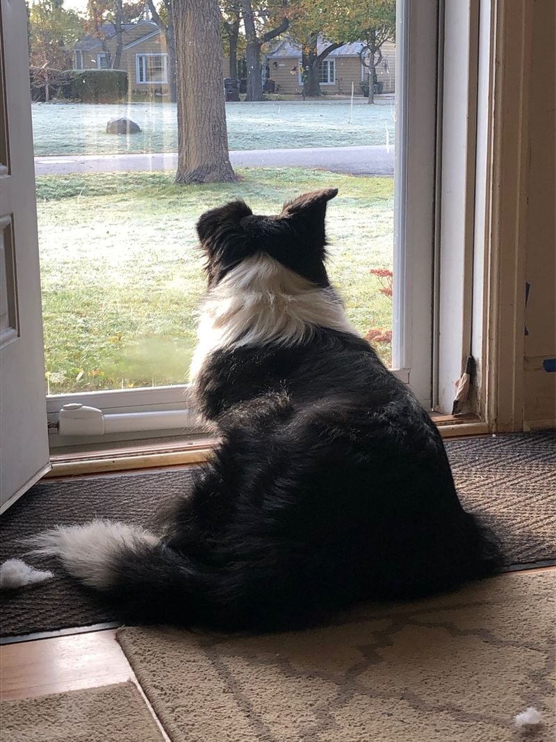 Border Collie