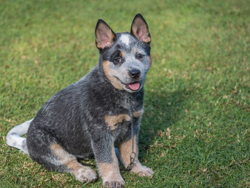 Energetic Australian Cattle Dog