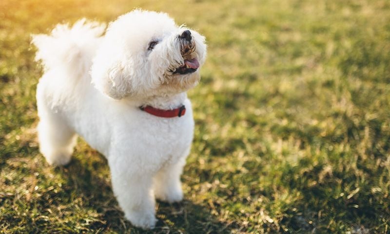 Bichon Frise: The Powder-Puff Without the Pong