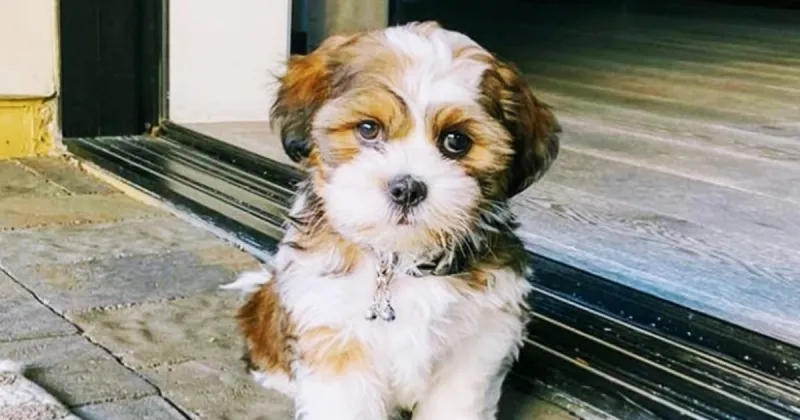 Shih Tzu: The Royal Lapdog