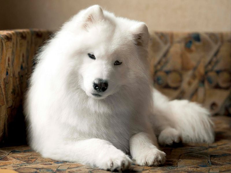 Samoyed