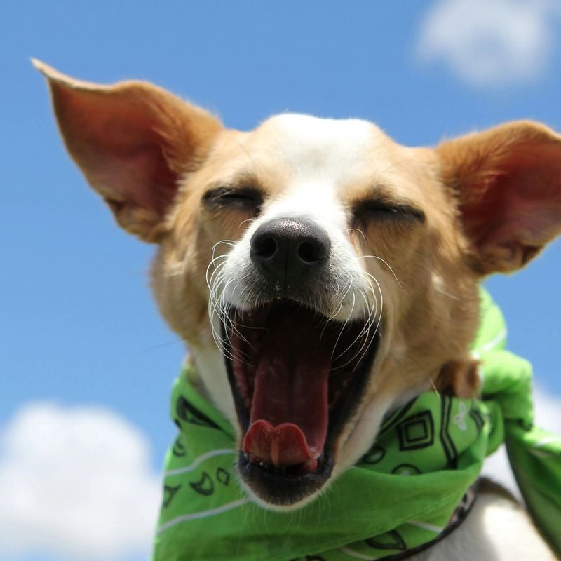 Mirrored Yawns Show Emotional Attunement