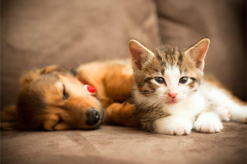 Adopt a Second Pet