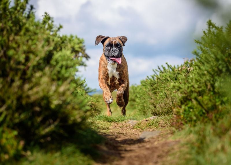 Boxer