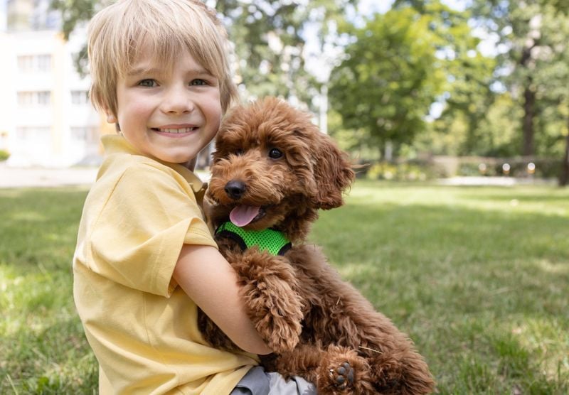 Poodle (All Sizes)