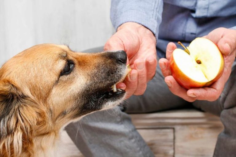 Image showcasing What Fruits Can Dogs Eat? 10 Safe Options and 7 That Could Kill Them
