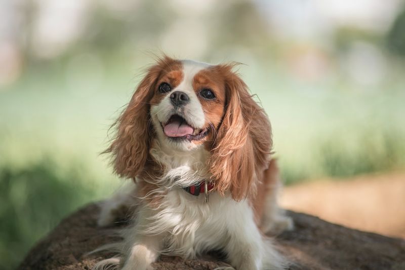 INFP – Cavalier King Charles Spaniel