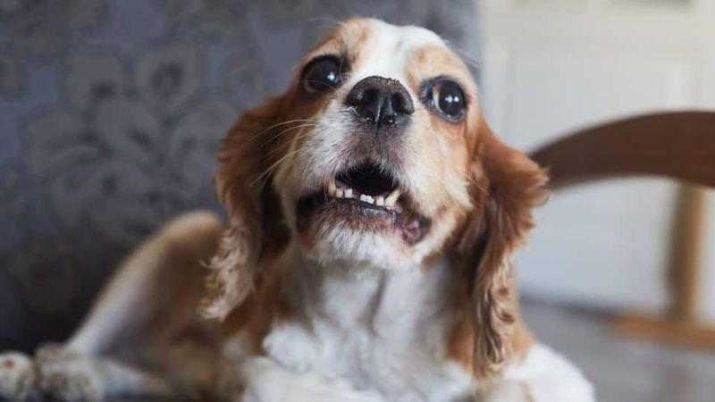 Excessive Barking or Whining