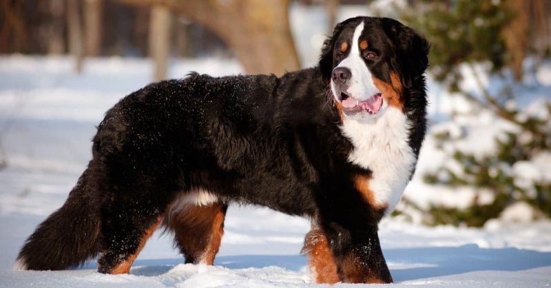 Bernese Mountain Dog: The Swiss Working Wonder