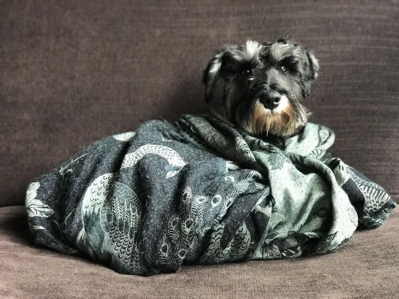 Miniature Schnauzer