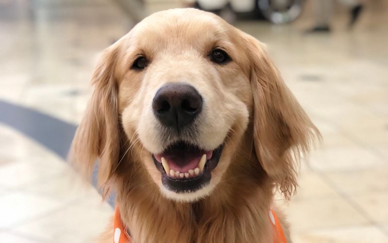 Golden Retriever: Sunshine in Fur Form