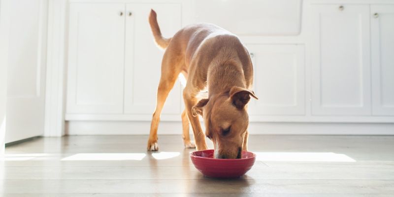 Switch to a High-Protein, Low-Calorie Dog Food