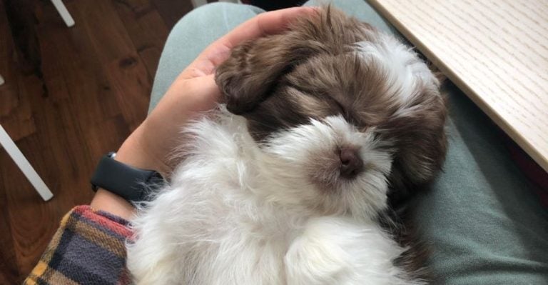 30 Best Dog Breeds for People Who Want a 24/7 Cuddle Buddy